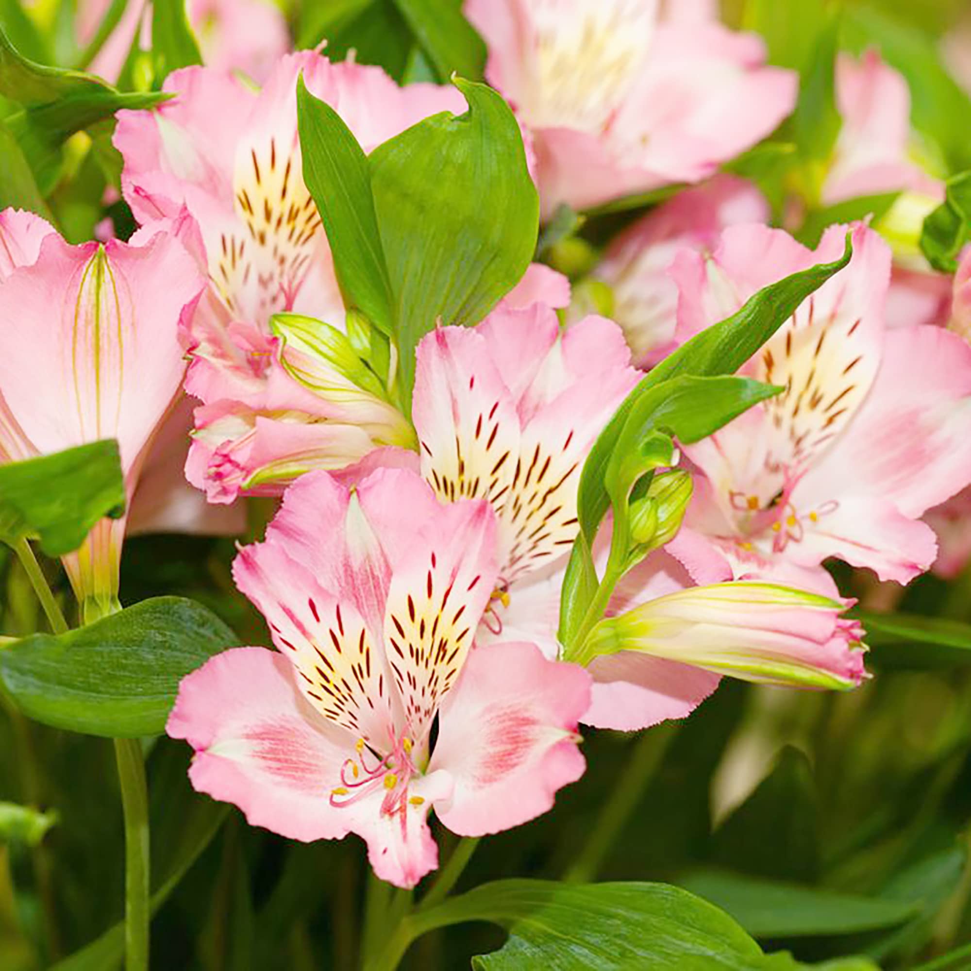 Peruvian Lily Seeds for Planting Alstroemeria spp for mixed flower beds and cutting gardens