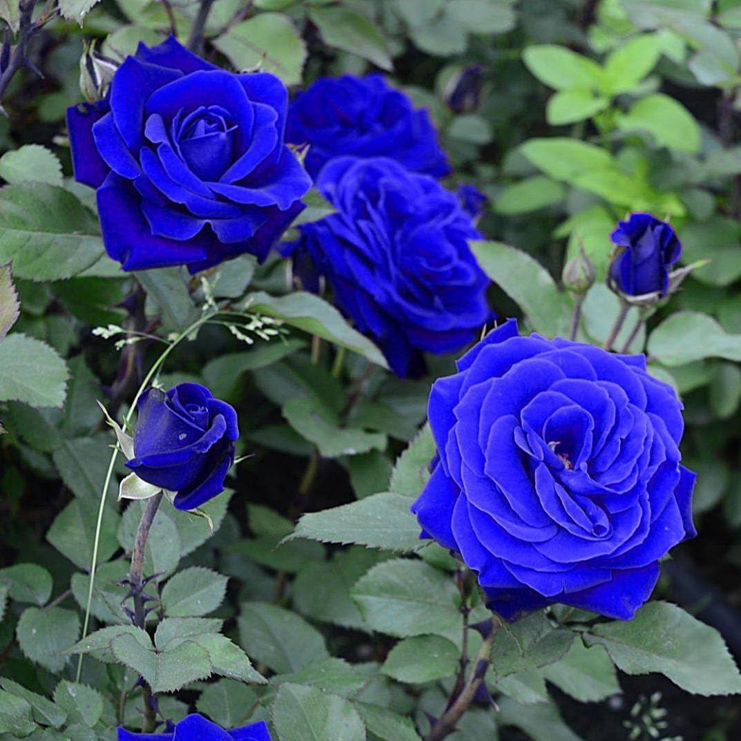 Blue Rose Tree Flower Seeds for Planting Long Bloom Season Heirloom & GMO Free Seeds for Home Garden
 
 Sale