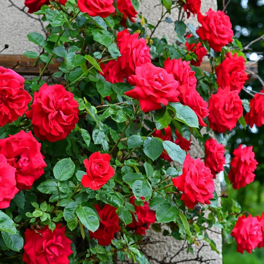 Red Climbing Rose Flower seeds for Planting - Drought Tolerant, Heirloom & GMO Free Seeds for Home Garden