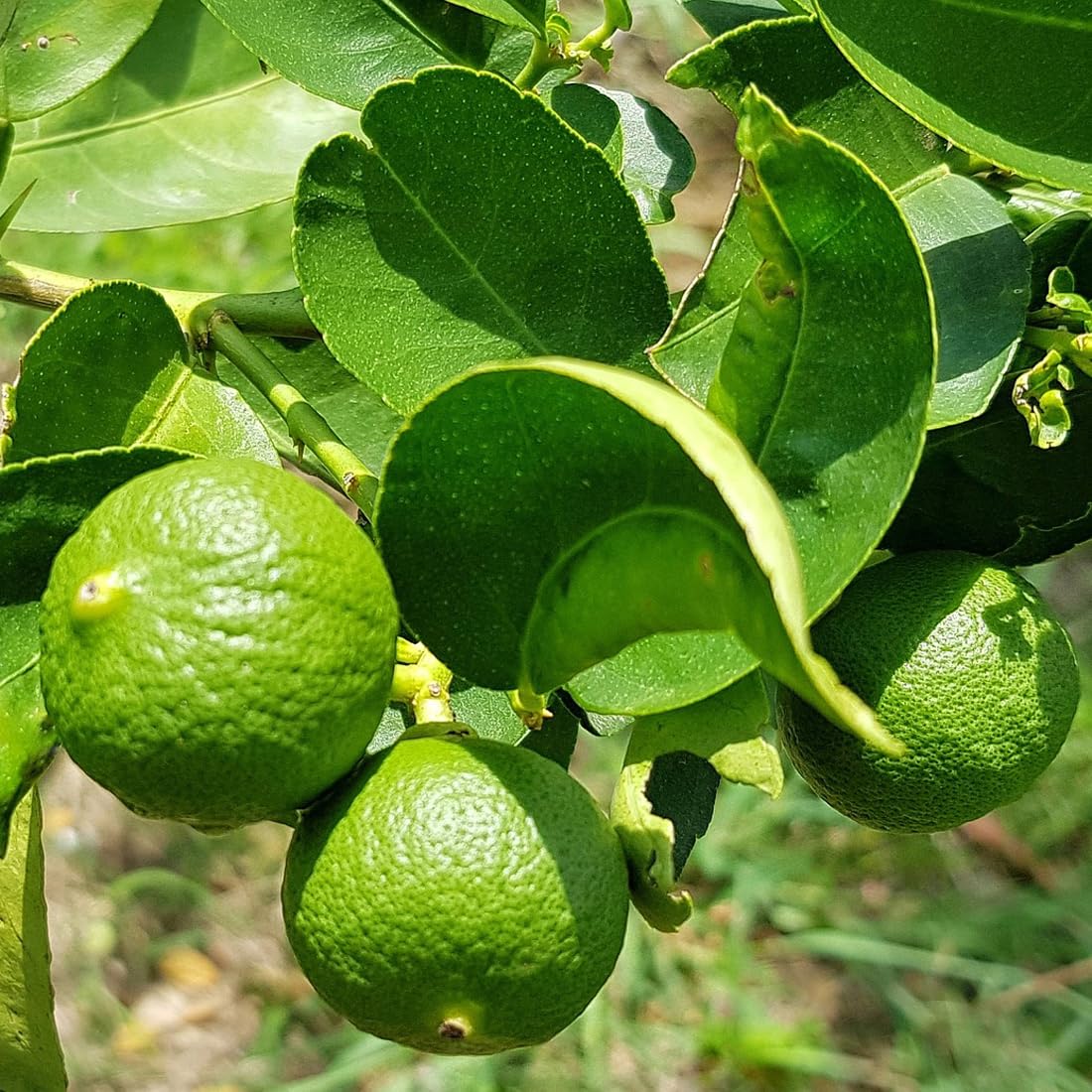 Kaffir lime citrus hystrix fruit seeds from Evergrowseeds for planting, showing small seeds on a white background.