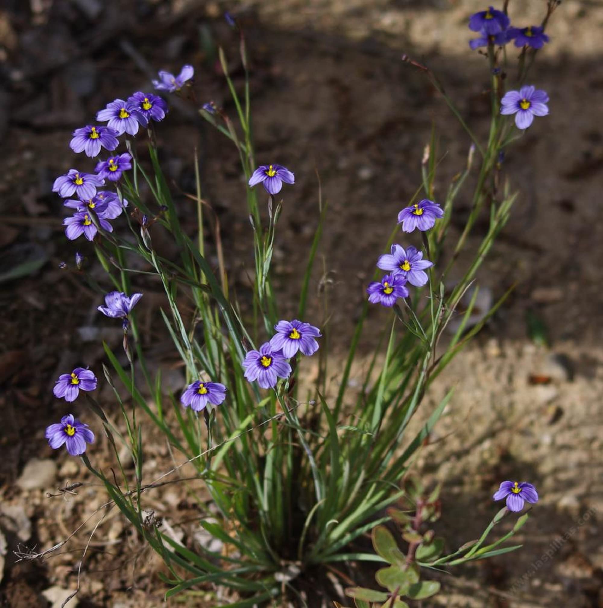 Sisyrinchium Bellum Blue-eyed Grass Seeds for Planting