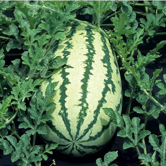Klondike Striped Blue Ribbon Watermelon Seeds for Unique Watermelon Varieties