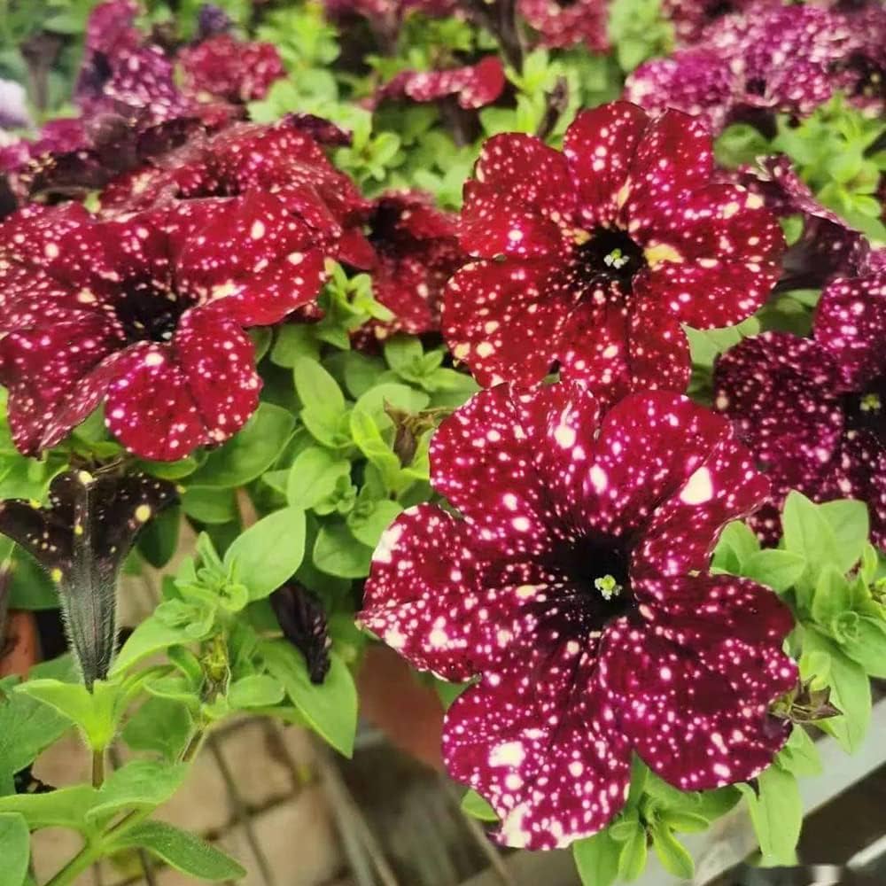 Petunia Tree Petunia spp. Seeds for Planting - Perfect for Flower Bed & Urban Garden