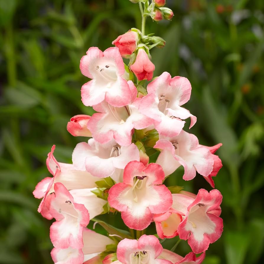Penstemon Flagstaff Red & White Flower Seeds (Perennial) for Bold Garden Borders