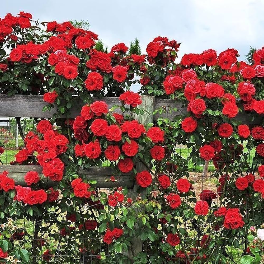 Red Climbing Rose Flower seeds for Planting - Drought Tolerant, Heirloom & GMO Free Seeds for Home Garden