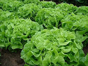 Oakleaf Lettuce Seeds for Crisp, Curled Oakleaf Lettuce