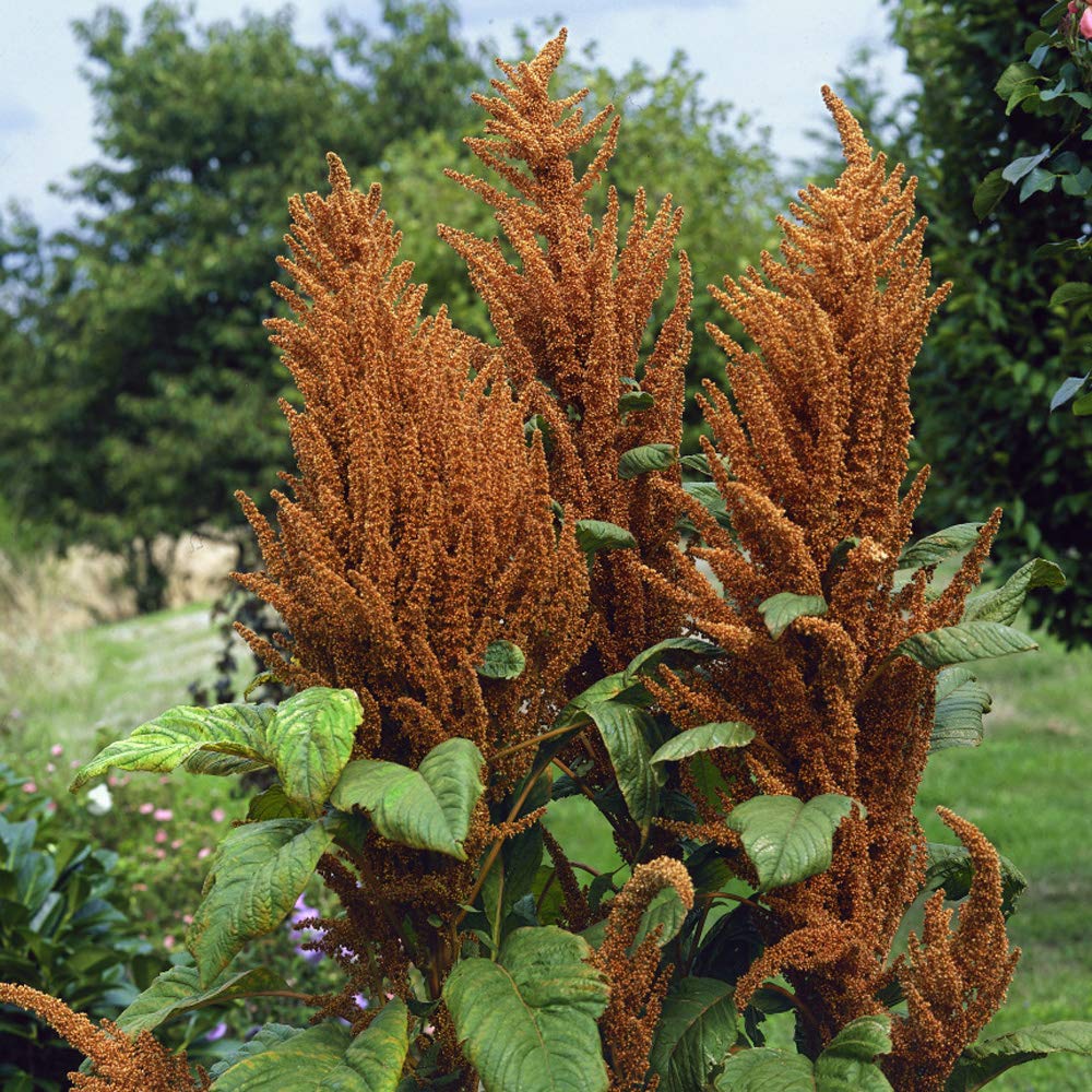 Amaranthus Amaranthus cruentus Hot Biscuit Seeds for Planting vegetable patch urban garden