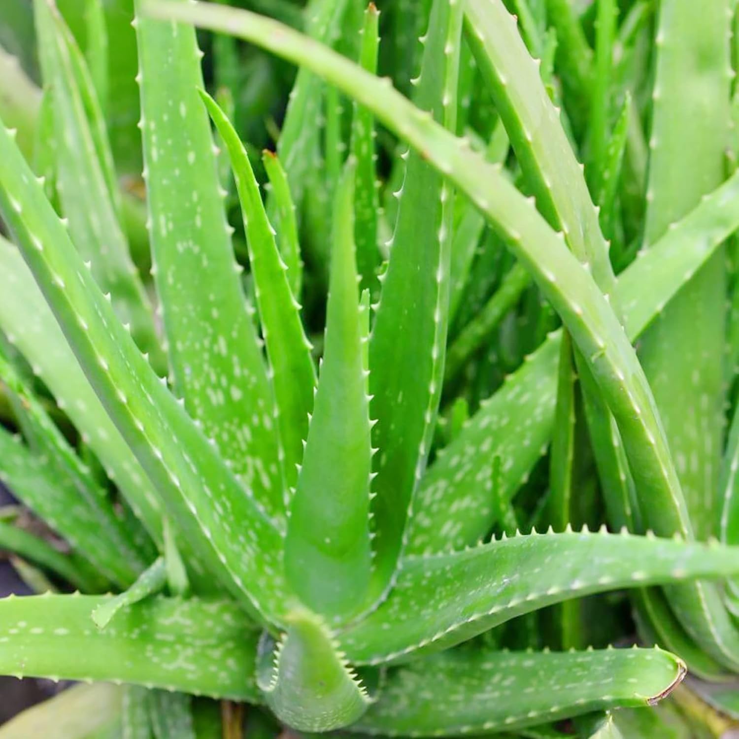 Aloe Vera Seeds Perennial Deer Resistant Low Maintenance Attracts Pollinators Ground Covers Borders