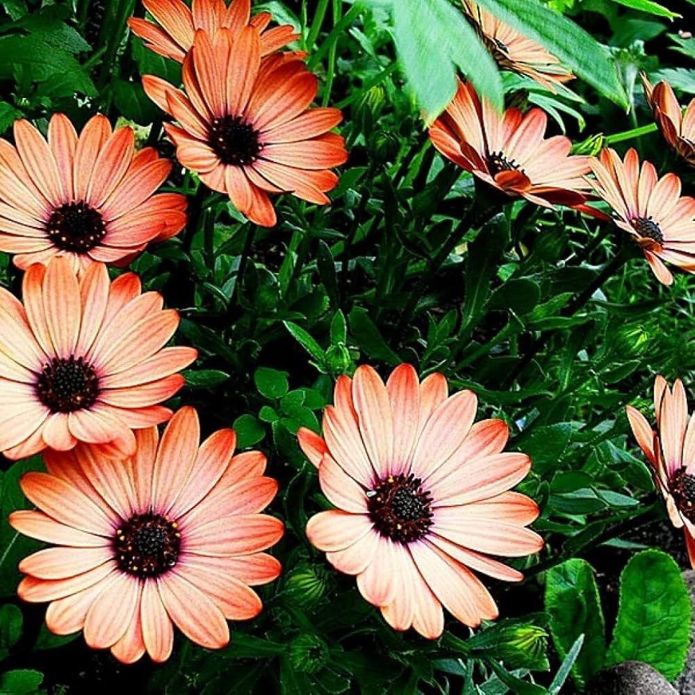 African Daisy Osteospermum Seeds for Planting - Perfect for Flower Bed & Urban Garden