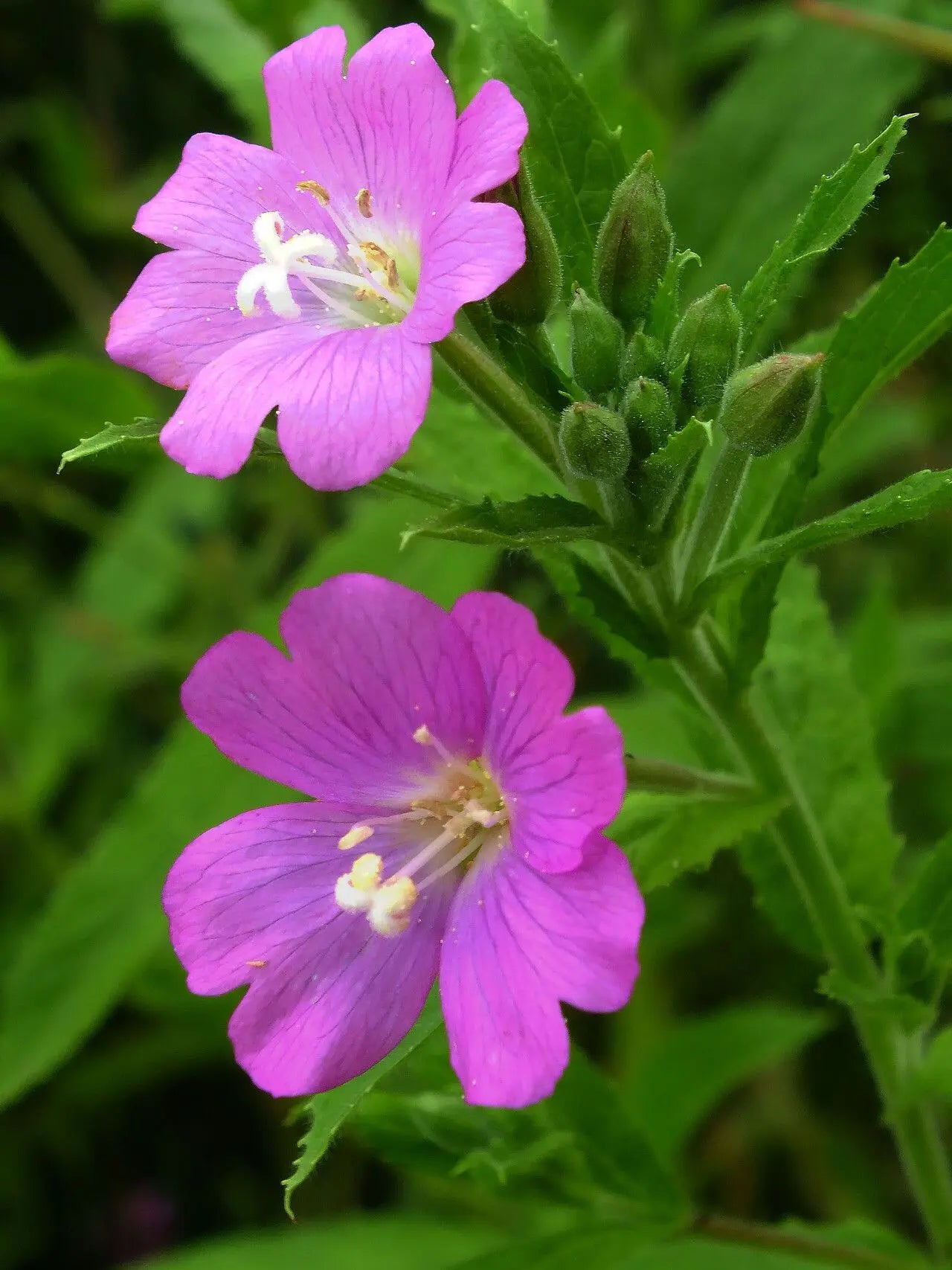 Epilobium Parviflorum Flower seeds for Planting - Seasonal Bloomer, Heirloom & GMO Free Seeds for Home Garden