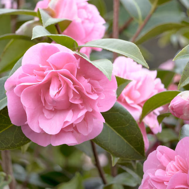 Pink Balsam Camellia Flower seeds for Planting - Low Maintenance, Heirloom & GMO Free Seeds for Home Garden
