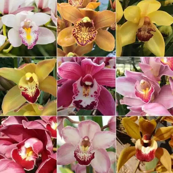 Mixed Cattleya Flower seeds for Planting - Cut Flower Favorite, Heirloom & GMO Free Seeds for Home Garden