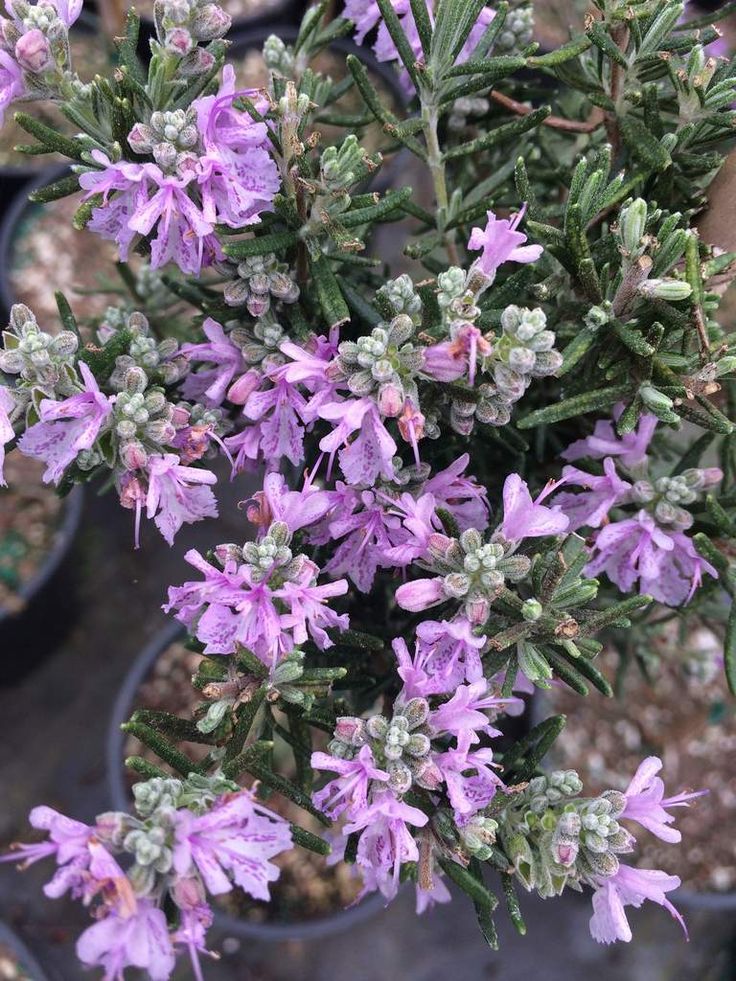 Pink Rosemary Flower seeds for Planting - Long Bloom Season, Heirloom & GMO Free Seeds for Home Garden