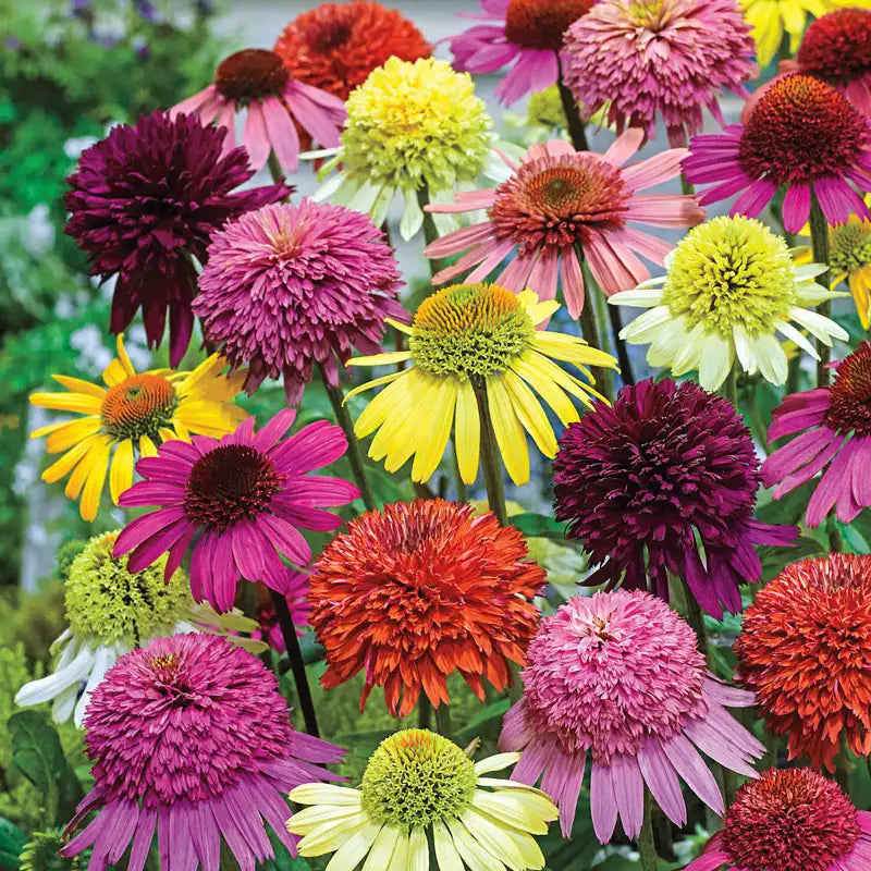 Mixed ConeFlower seeds for Planting - Low Maintenance, Heirloom & GMO Free Seeds for Home Garden