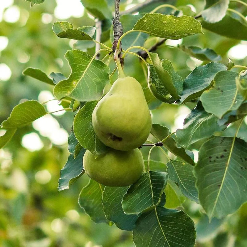 Wild Pear Tree Planting Guide for Fruitful Yields  Seed for Sustainable Growth and Garden Enrichment