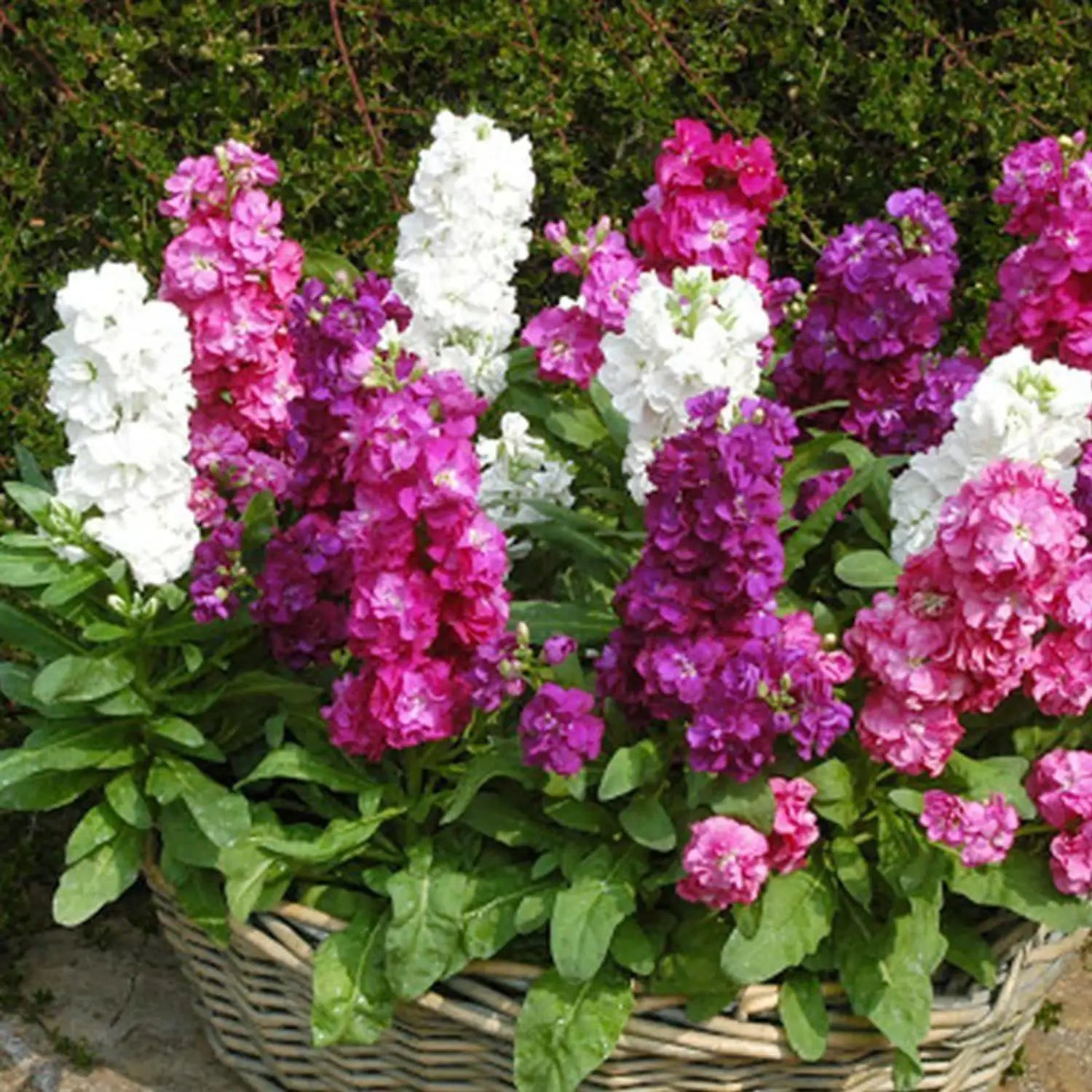 Purple Matthiola Flower seeds for Planting - Shade Tolerant, Heirloom & GMO Free Seeds for Home Garden