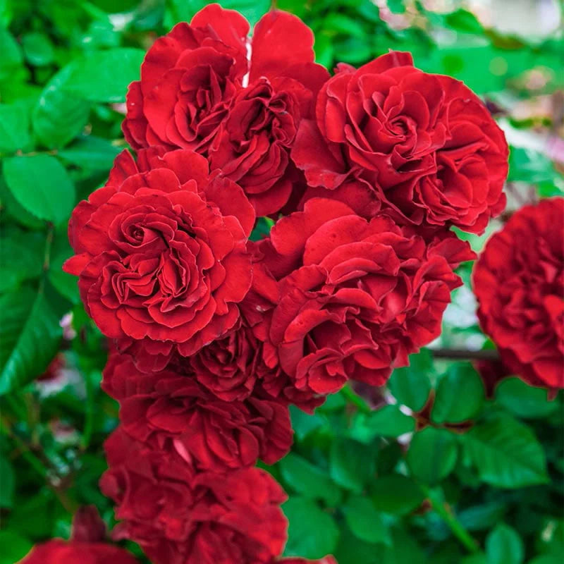 Dark Red Climbing Rose Flower seeds for Planting - Shade Tolerant, Heirloom & GMO Free Seeds for Home Garden