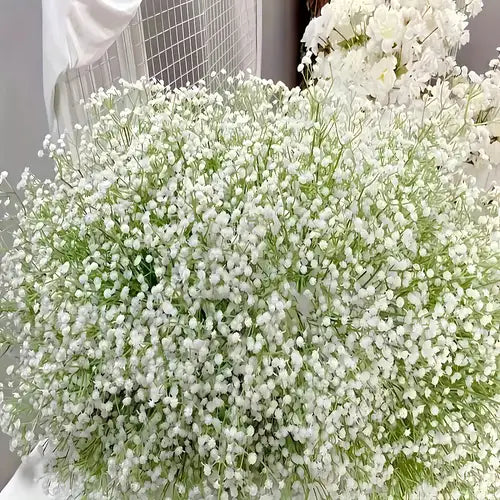 Green Gypsophila Flower seeds for Planting - Sun Loving, Heirloom & GMO Free Seeds for Home Garden