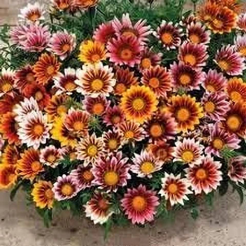 White Orange Gazania Flower seeds for Planting - Premium Quality, Heirloom & GMO Free Seeds for Home Garden