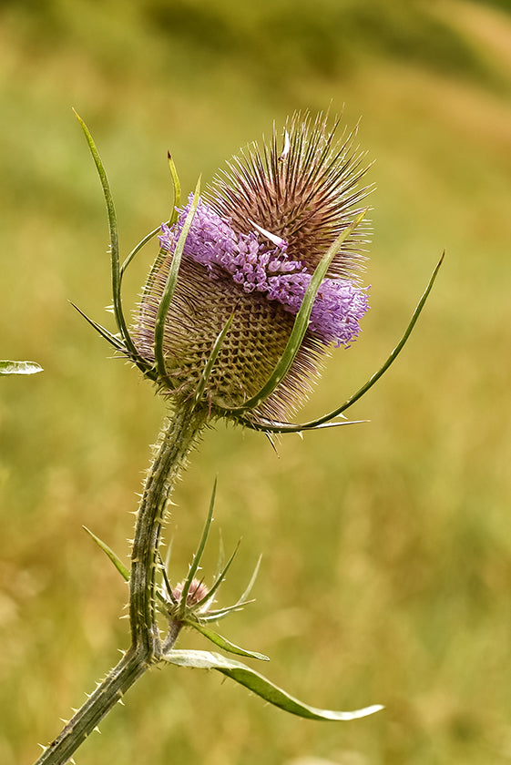 Dipsacus Flower seeds for Planting - Wildflower Mix, Heirloom & GMO Free Seeds for Home Garden