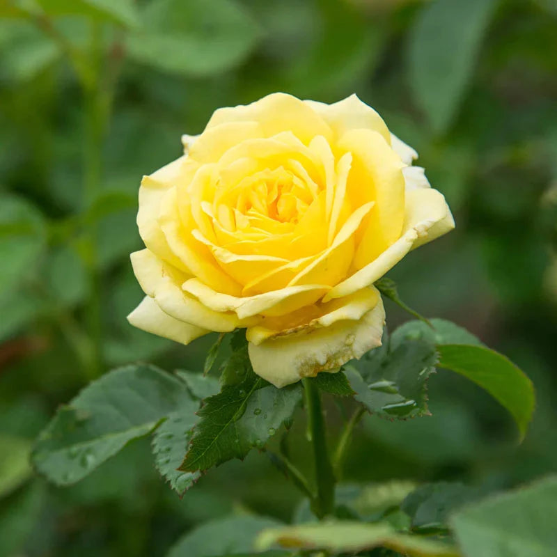 Yellow Rose Flower seeds for Planting - Cut Flower Favorite, Heirloom & GMO Free Seeds for Home Garden