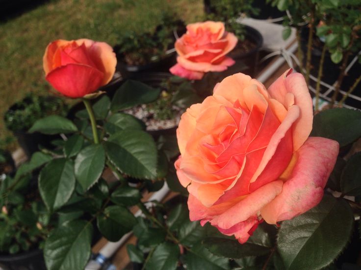 Orange Promise Rose Flower seeds for Planting - Bright Blooms, Heirloom & GMO Free Seeds for Home Garden Sale