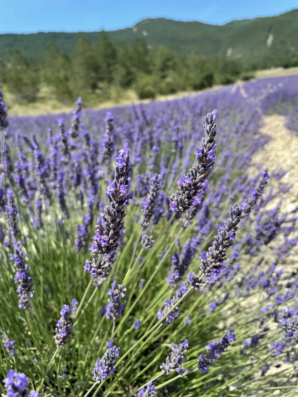 Lavender Provence Flower seeds for Planting - Cut Flower Favorite, Heirloom & GMO Free Seeds for Home Garden