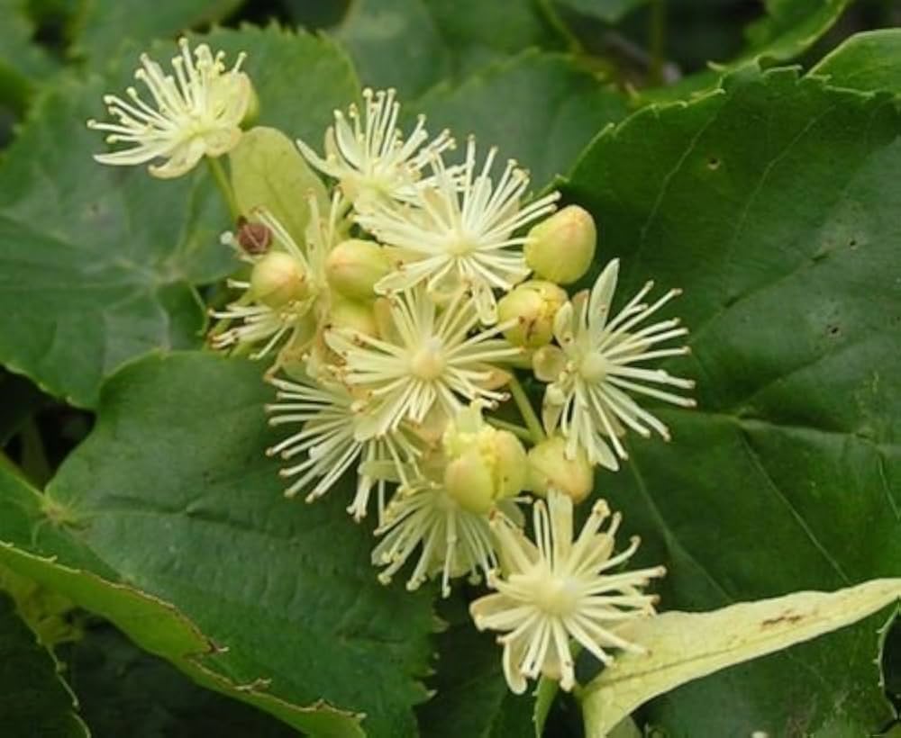 Tilia Amurensis Seeds For Easy Growing