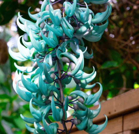 Jade Green Flower seeds for Planting - Long Bloom Season, Heirloom & GMO Free Seeds for Home Garden