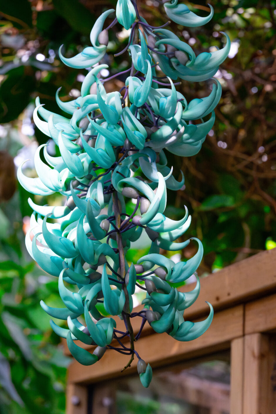 Strongylodon Flower seeds for Planting - Vibrant Colors, Heirloom & GMO Free Seeds for Home Garden