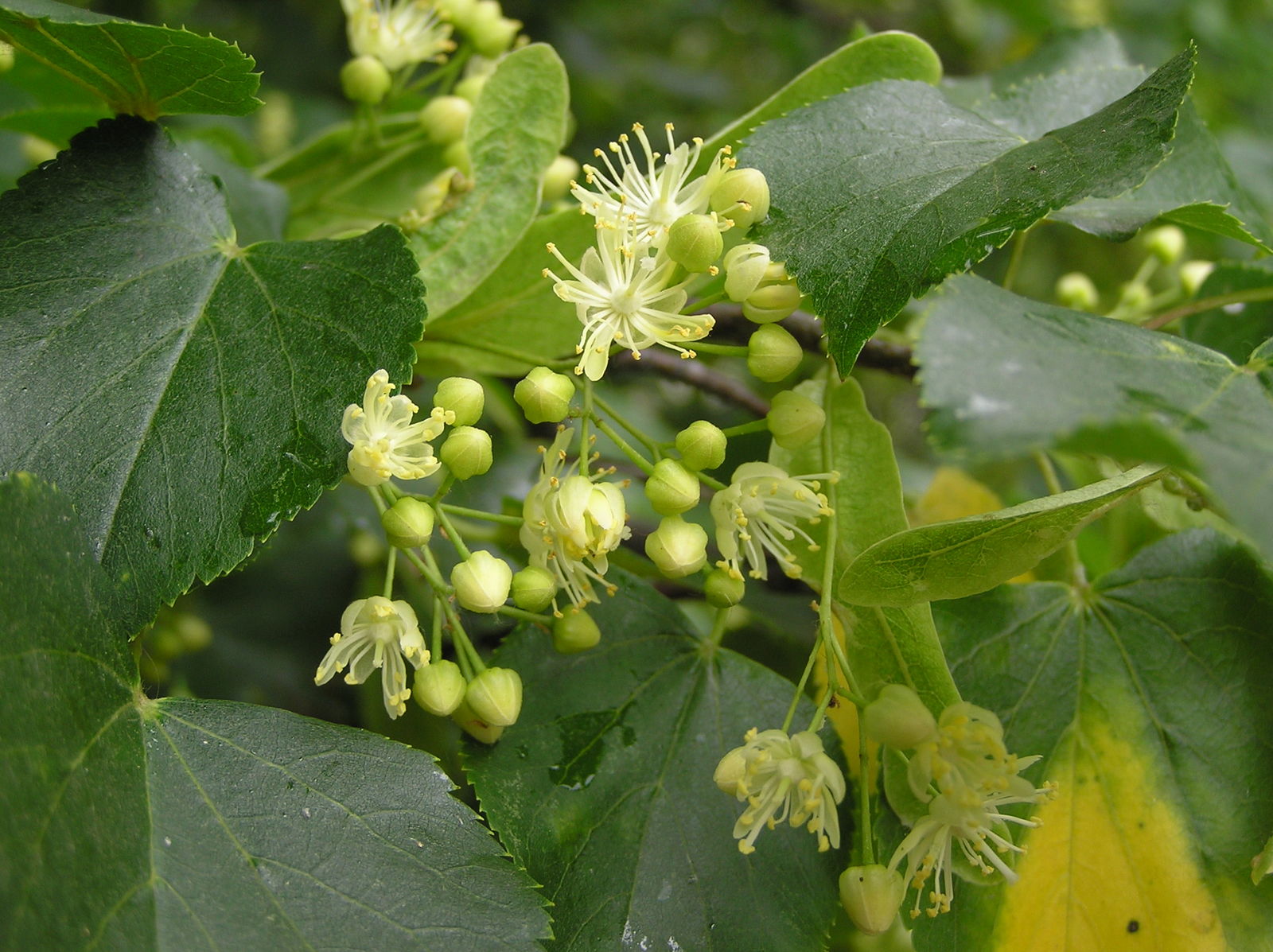 Tilia Amurensis Seeds For Easy Growing