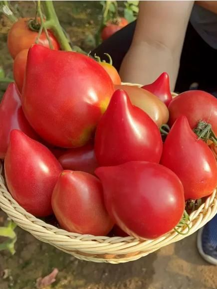 Red Grushovka Tomato Seeds for Planting
