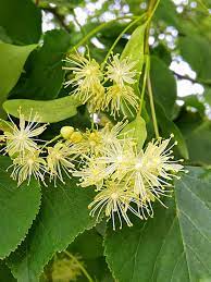 Tilia Amurensis Seeds For Easy Growing