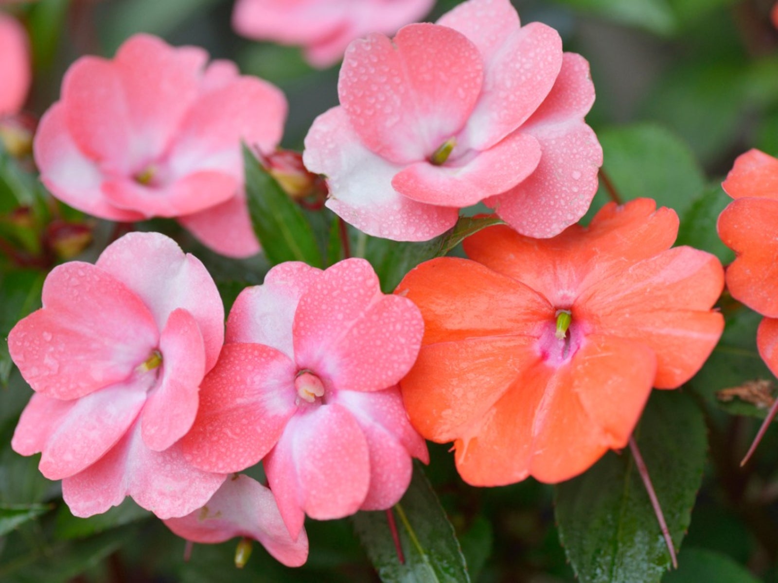 Impatiens Flower seeds for Planting - Vibrant Colors, Heirloom & GMO Free Seeds for Home Garden