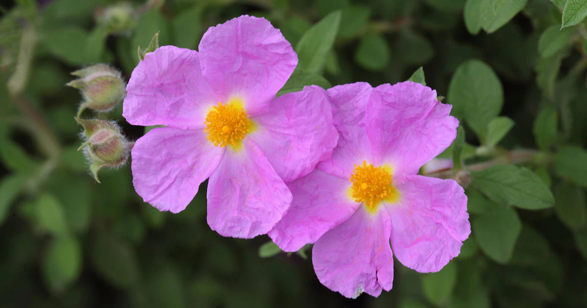 Zistrose Flower seeds for Planting - Easy to Grow, Heirloom & GMO Free Seeds for Home Garden