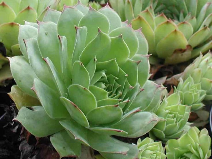 Green Sempervivum Flower seeds for Planting - Perfect for Borders, Heirloom & GMO Free Seeds for Home Garden