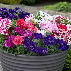 Multi-Flowered Double-Petal Petunia Seeds for Planting - Vibrant Mixed Colors