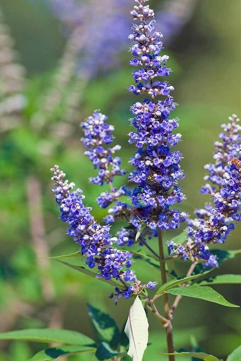 Purple Angus Castus Flower seeds for Planting - Seasonal Bloomer, Heirloom & GMO Free Seeds for Home Garden