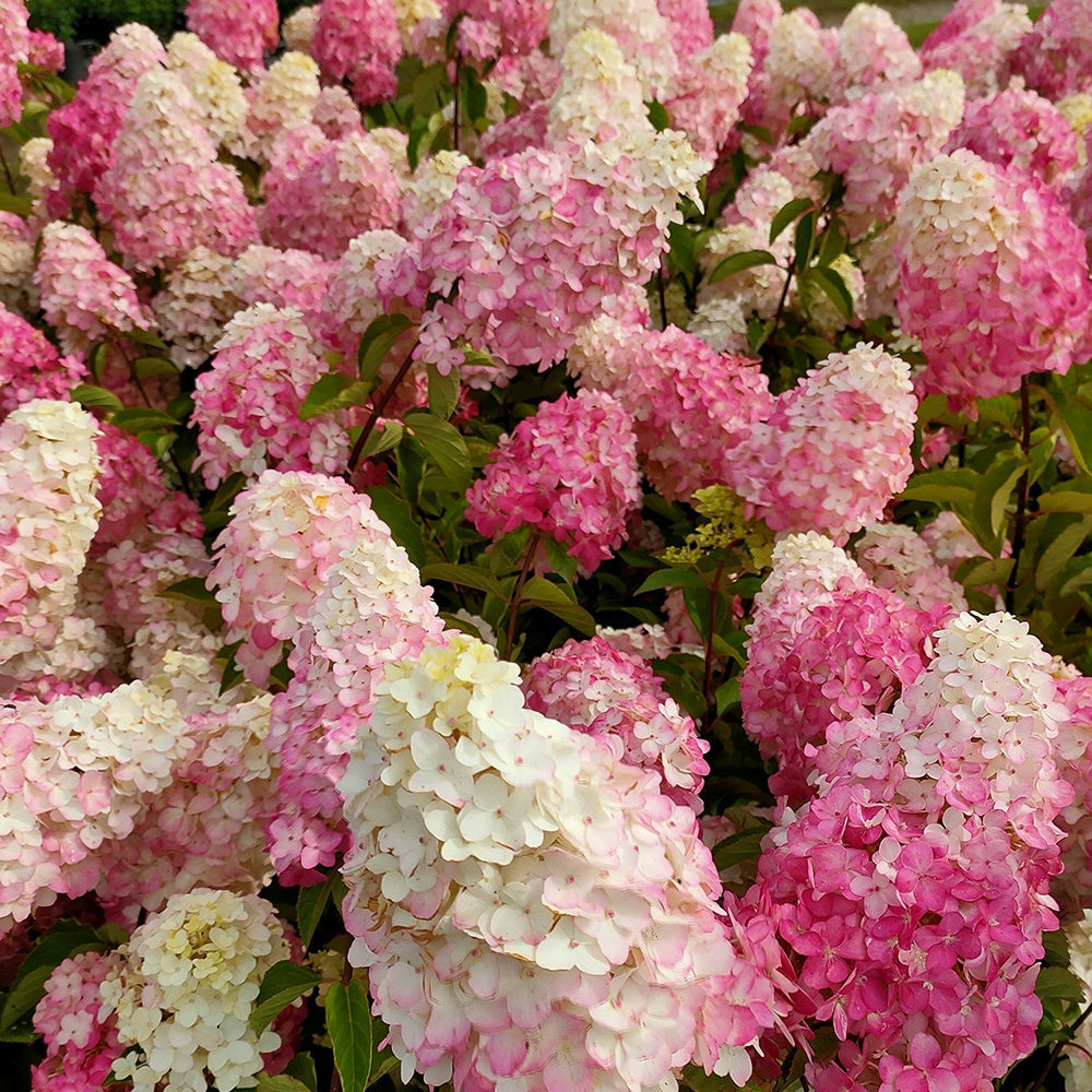 Hydrangea Paniculata Flower seeds for Planting - Low Maintenance, Heirloom & GMO Free Seeds for Home Garden