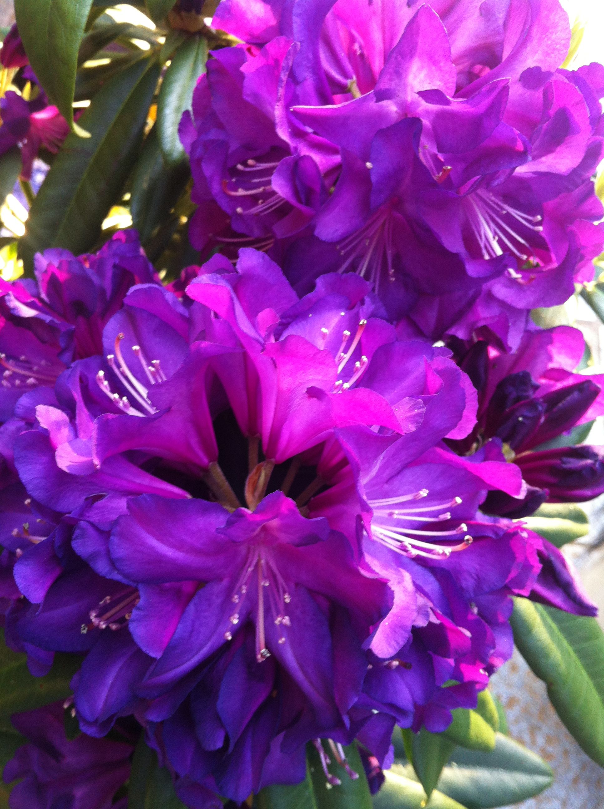 Purple Rhododendron Flower seeds for Planting - Pollinator Friendly, Heirloom & GMO Free Seeds for Home Garden