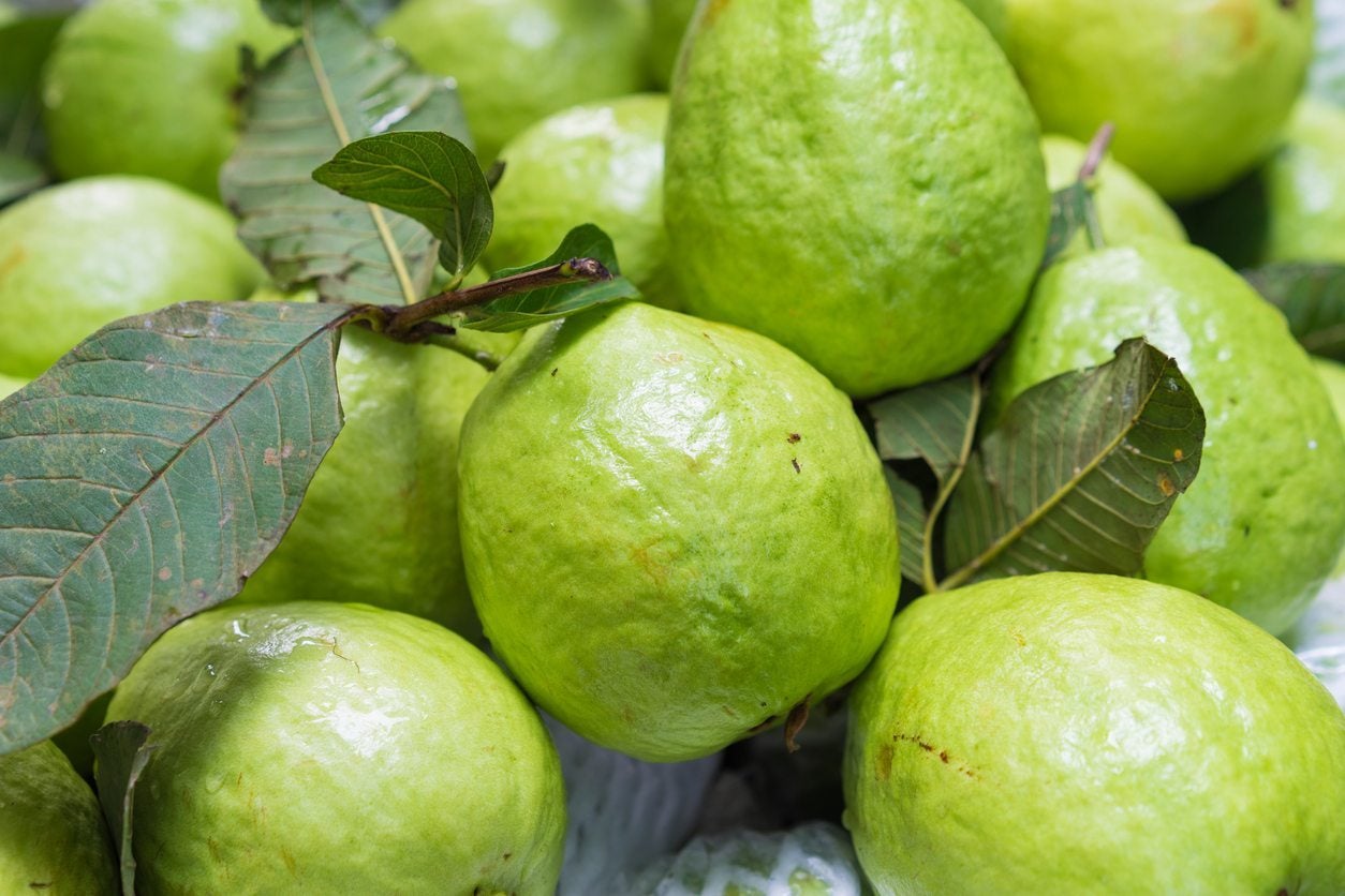 Evergrowseeds guava tree fruit seeds showing small seed packets with images of ripe tropical guavas and lush green foliage.