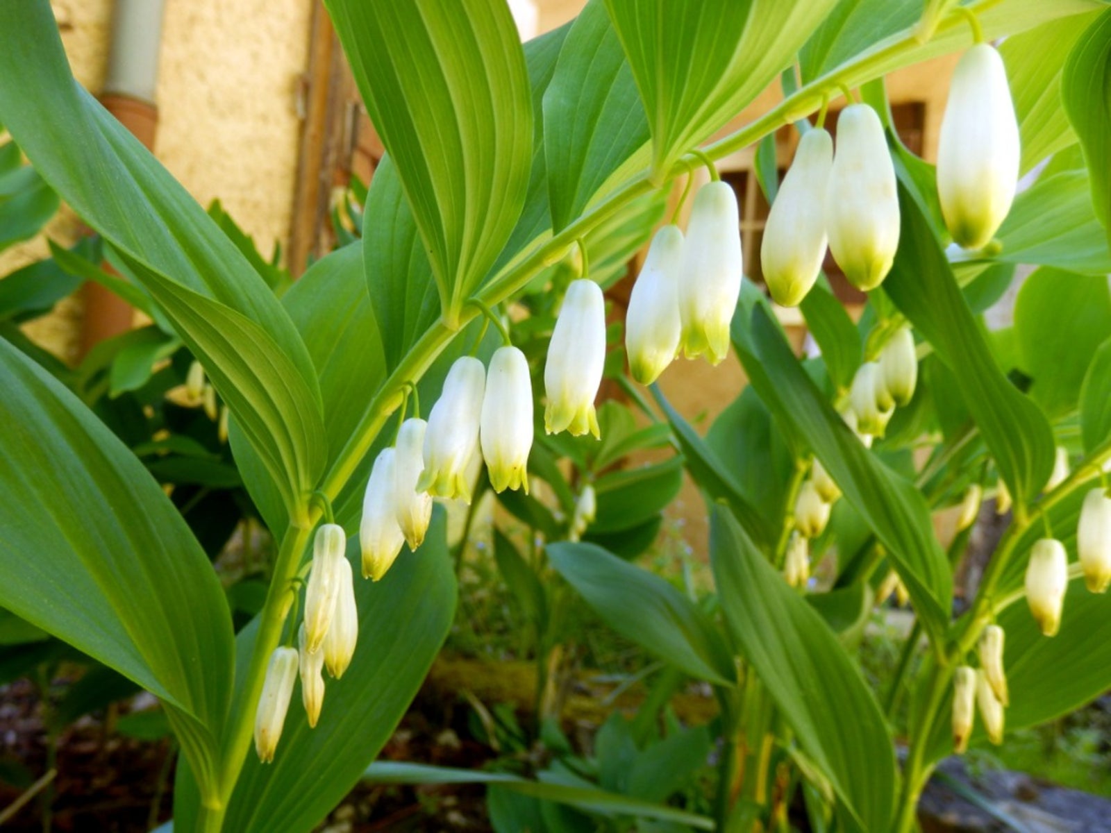 White Solomons Flower seeds for Planting - Cottage Garden Essential, Heirloom & GMO Free Seeds for Home Garden