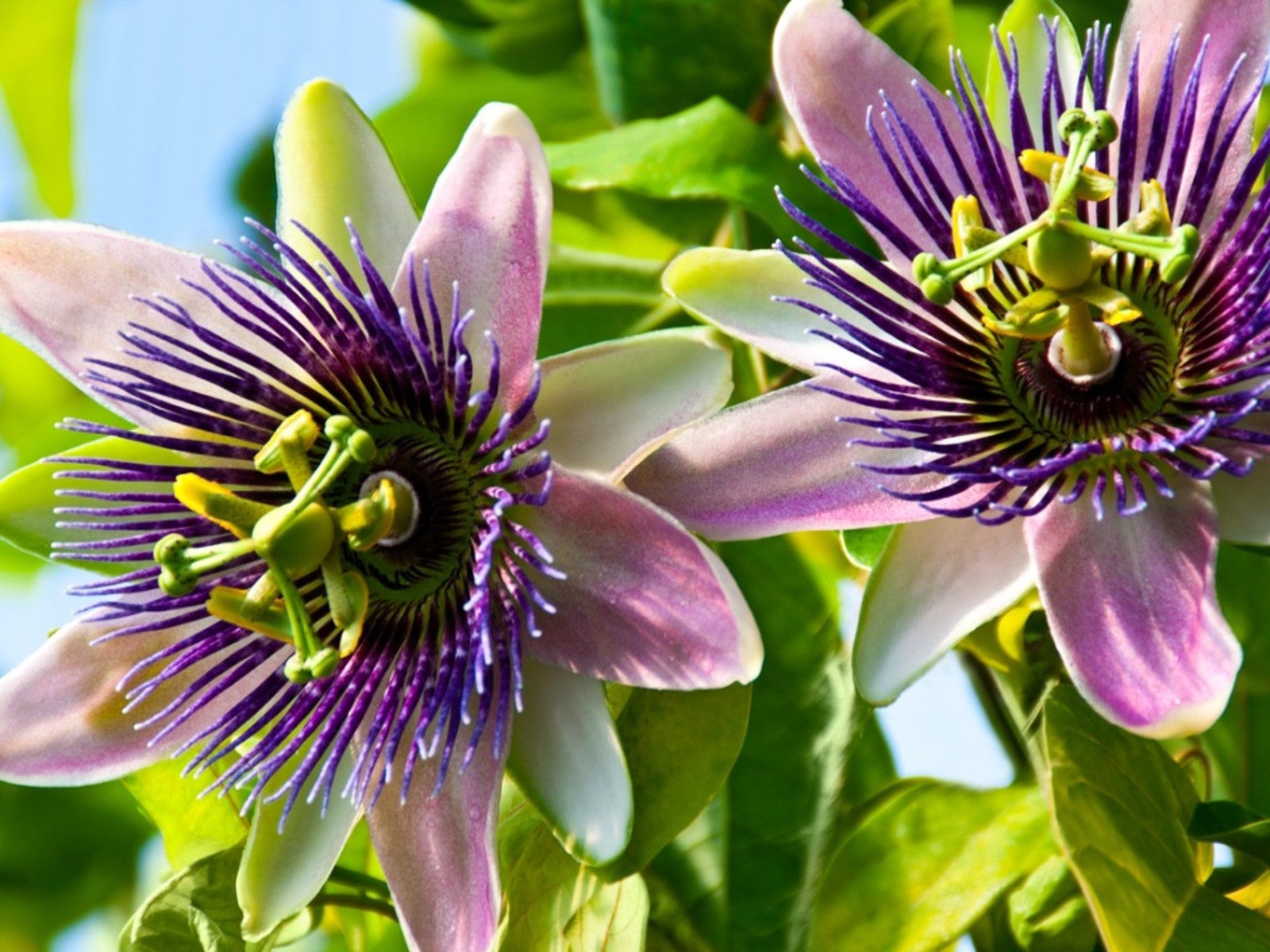 Passion Flower seeds for Planting Long Bloom Season Heirloom & GMO Free Seeds for Home Garden
