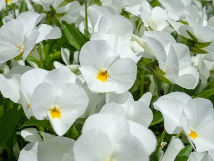 Tricolor Pansy Flower seeds for Planting - Seasonal Bloomer, Heirloom & GMO Free Seeds for Home Garden
 
 Sale seeds for planting in home garden