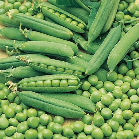 Peas Vegetable Seeds for Easy Planting