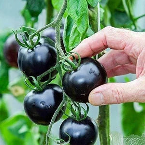 Black Tomato Seeds for Planting