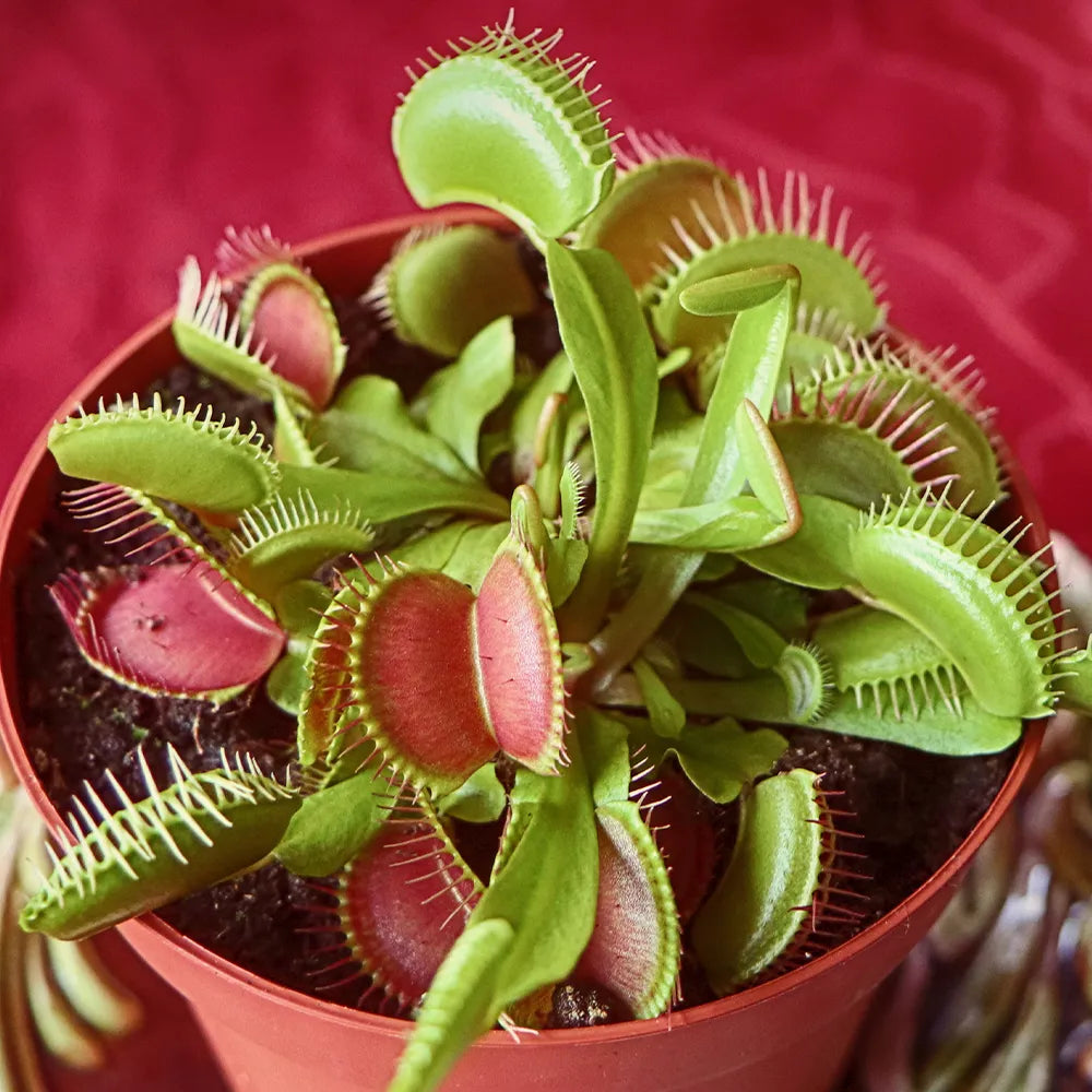 Green Venus Fly Trap Flower seeds for Planting - Wildflower Mix, Heirloom & GMO Free Seeds for Home Garden