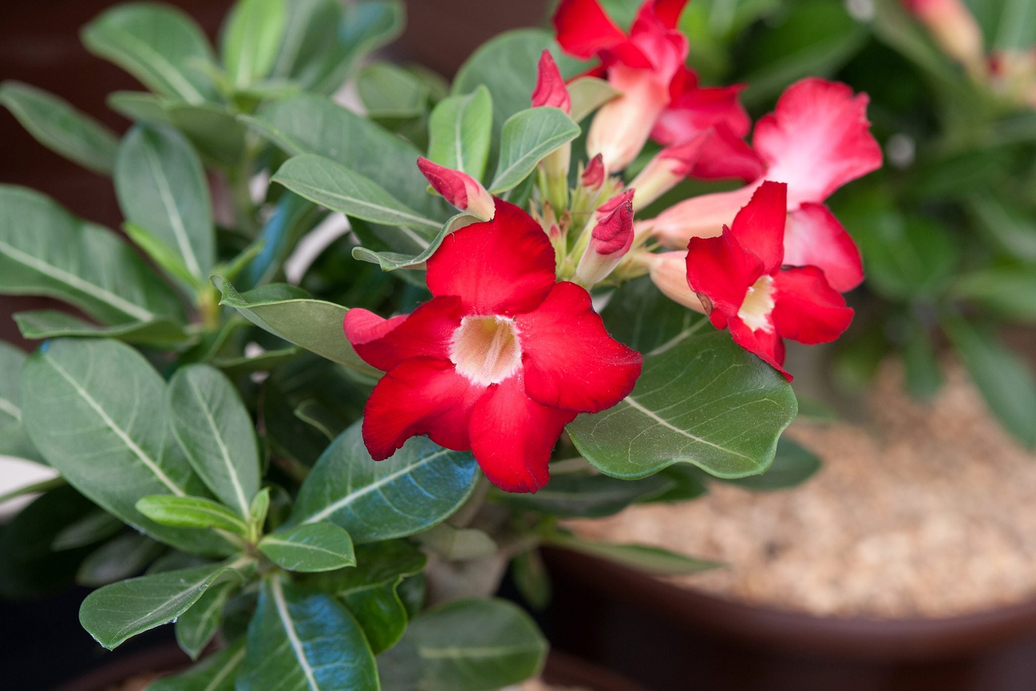 Red Pink Adenium Flower Seeds for Planting Drought Tolerant Heirloom & GMO Free Seeds for Home Garden
 
 Sale