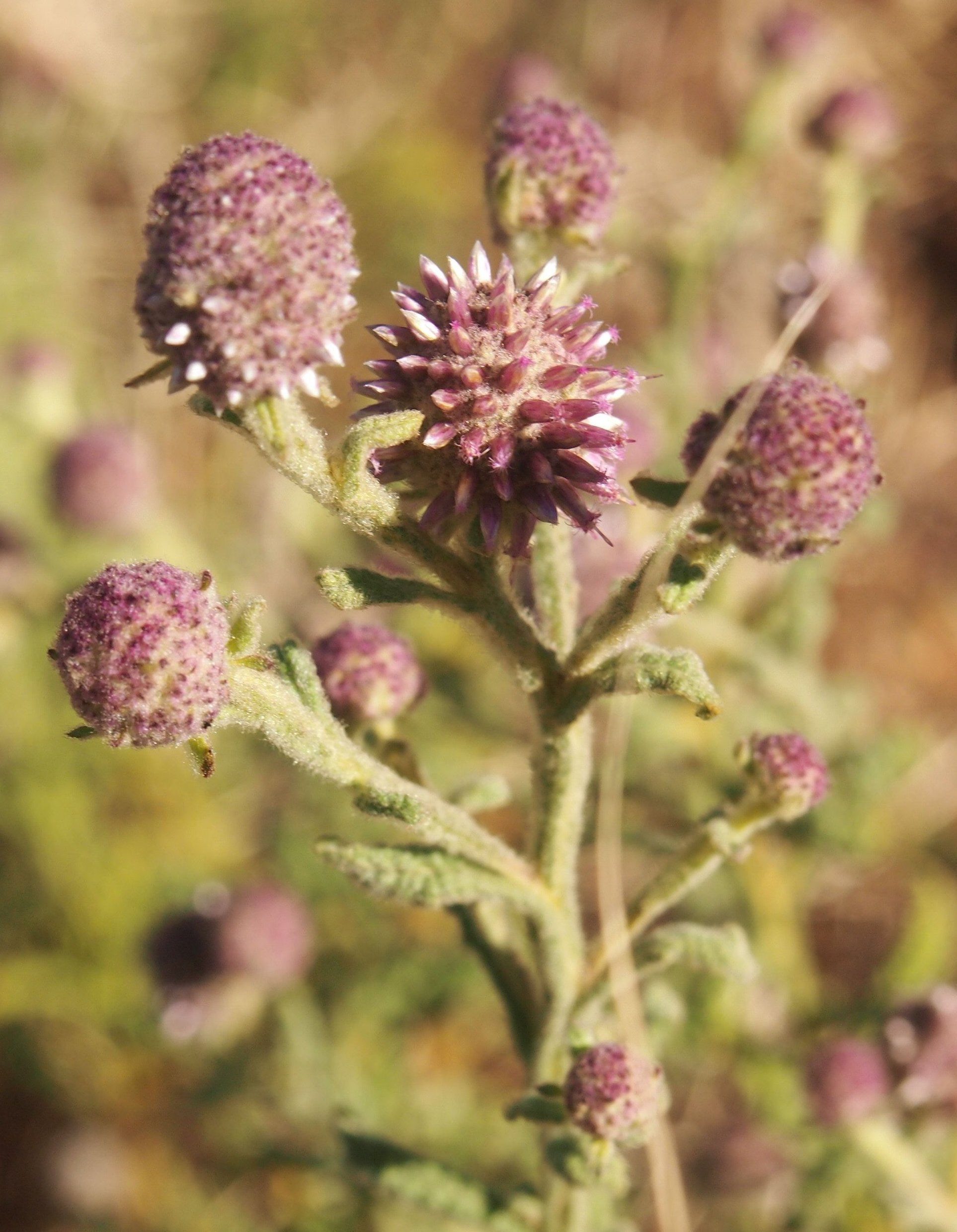 Pterocaulon Flower seeds for Planting Vibrant Colors Heirloom & GMO Free Seeds for Home Garden