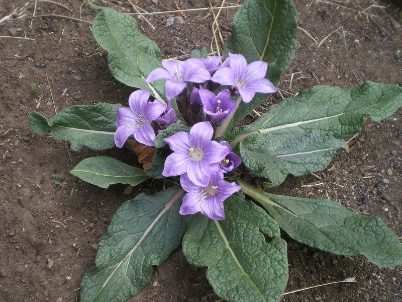 Mandragora Flower seeds for Planting - Sun Loving, Heirloom & GMO Free Seeds for Home Garden